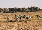 Sefar. Tassili N'Ajjer. Algérie. Octobre 2009.