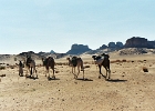 Tassili N'Ajjer. Algérie. Octobre 2002.