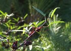 Hibiscus. Egypte. Octobre 2008.