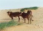 Mauritanie. Octobre 2003.