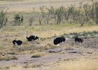 Autruches. Etosha. Avril 2013.