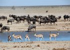Gnous et gazelles springbok. Etosha. Avril 2013.