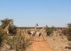 Girafes. Etosha. Avril 2013.
