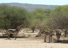 Zèbres de montagne. Etosha. Avril 2013.
