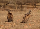 Parc national de Ranthambore, Vautours indiens, Rajasthan 2026