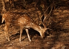 Parc national de Ranthambore, Cerf axis ou Chital, Rajasthan 2026