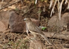 Parc national de Ranthambore, Cratérope gris