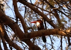 Parc national de Ranthambore, Martin-chasseur de Smyrne