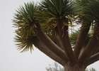 Dragonnier (dracaena draco). La Gomera. Canaries. Octobre 2015.
