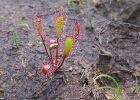 PN Somaa : drosera anglica