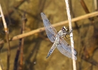 Lac d'Engure : Libellula quadrimaculata (libellule à quatre taches)