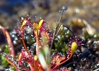 Drosera longifolia (anglica). Rando Tranøybotn-Åndervatnet, juillet 2018.
